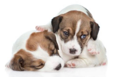 共享經(jīng)濟(jì)APP開發(fā)時(shí)代，寵物社交可以怎么玩